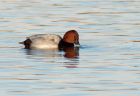 pochard_281108b.jpg