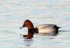 pochard_281108d.jpg