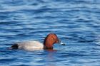 pochard_281112a.jpg