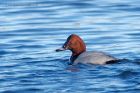 pochard_281112c.jpg