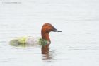Filename=pochard_LM_310519a.jpg
Filesize=594KB
Dimensions=1200x800
Date added=Mar 26, 2021 pochard_LM_310519a.jpg