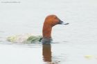 pochard_LM_310519b.jpg