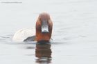 Filename=pochard_LM_310519c.jpg
Filesize=573KB
Dimensions=1100x733
Date added=Mar 26, 2021 pochard_LM_310519c.jpg