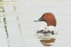 pochard_LM_310519d.jpg