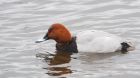 pochard_MiM_160120a.jpg