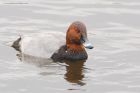 pochard_MiM_311018a.jpg