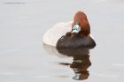 pochard_MiM_311018c.jpg