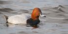 pochard_mmWWT_250119a.jpg