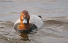 pochard_mmWWT_250119b.jpg