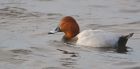 pochard_mmWWT_250119c.jpg