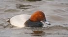 pochard_mmWWT_250119d.jpg