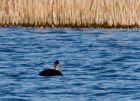 possScoter_010409a.jpg