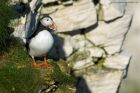 puffin_120414a.jpg