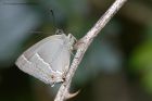 purpleHairstreak_190612a.jpg