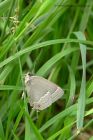 purpleHairstreak_190612b.jpg