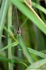 purpleHairstreak_190612c.jpg