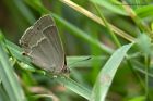 purpleHairstreak_190612d.jpg