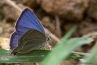 Filename=purpleHairstreak_190612e.jpg
Filesize=232KB
Dimensions=1000x667
Date added=Jun 25, 2012 purpleHairstreak_190612e.jpg