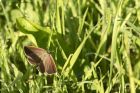 purpleHairstreak_220615a.jpg