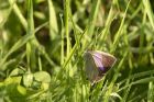 purpleHairstreak_220615c.jpg