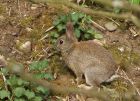 rabbit_1204a.jpg