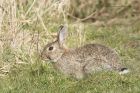 rabbit_270315a.jpg