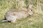 rabbit_270315b.jpg