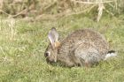 rabbit_270315c.jpg