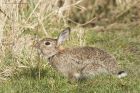 rabbit_270315d.jpg