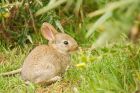 rabbit_MM_190620a.jpg