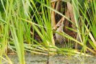 Filename=rail_LM_130718b.jpg
Filesize=414KB
Dimensions=1200x800
Date added=Mar 22, 2021 rail_LM_130718b.jpg