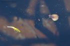 Filename=ramshorn_gdn_290419a.jpg
Filesize=598KB
Dimensions=1100x733
Date added=Mar 04, 2021 ramshorn_gdn_290419a.jpg
