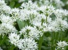 ramsons_260411b.jpg