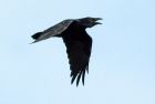Filename=raven_080908a.jpg
Filesize=33KB
Dimensions=700x474
Date added=Sep 06, 2009 raven_080908a.jpg
