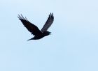 raven_080908c.jpg