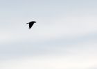 Filename=raven_130210b.jpg
Filesize=124KB
Dimensions=800x571
Date added=Feb 15, 2010 raven_130210b.jpg