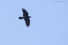 raven_250315a.jpg