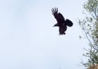 raven_250409d.jpg