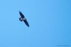 Filename=raven_WC_130320a.jpg
Filesize=472KB
Dimensions=1200x800
Date added=Apr 02, 2021 raven_WC_130320a.jpg