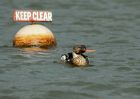 rbMerganser_081109w.jpg