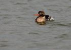 rbMerganser_081109zb.jpg