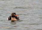 rbMerganser_081109zh.jpg