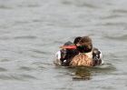 rbMerganser_081109zl.jpg