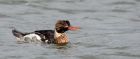 rbMerganser_081109zn.jpg