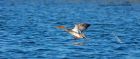 rbMerganser_101110a.jpg