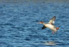 rbMerganser_101110j.jpg