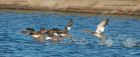 rbMerganser_101110l.jpg