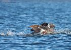 rbMerganser_101110o.jpg