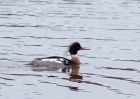 rbMerganser_130209b.jpg