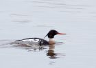 Filename=rbMerganser_130209d.jpg
Filesize=171KB
Dimensions=800x571
Date added=Feb 14, 2009 rbMerganser_130209d.jpg
